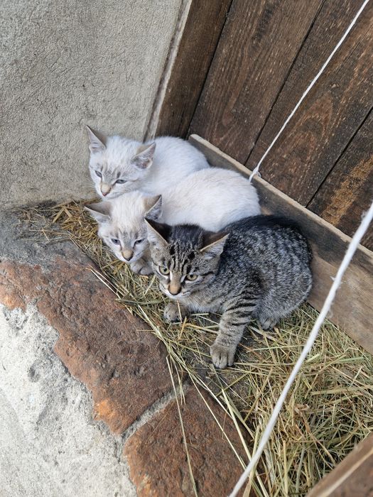 Oddam 3 koty 2 biał 1 szary