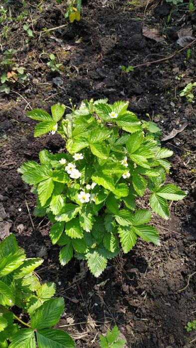 Саджанці  суниці