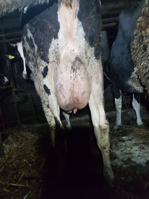 Sprzedam krowe po wycieleniu