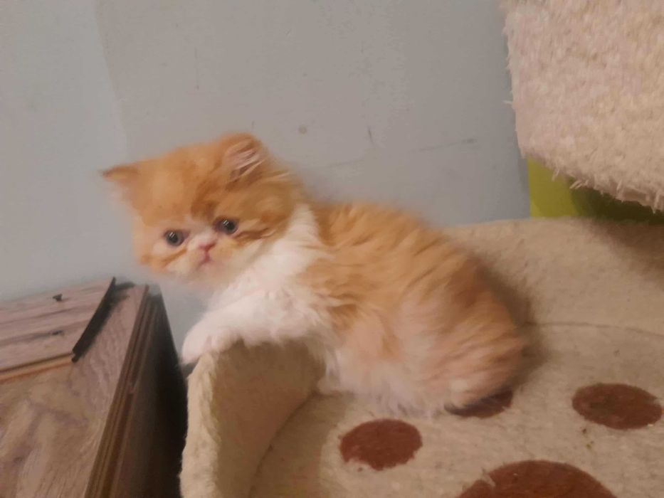 Kotka perska rudo-biszkoptowo-biała