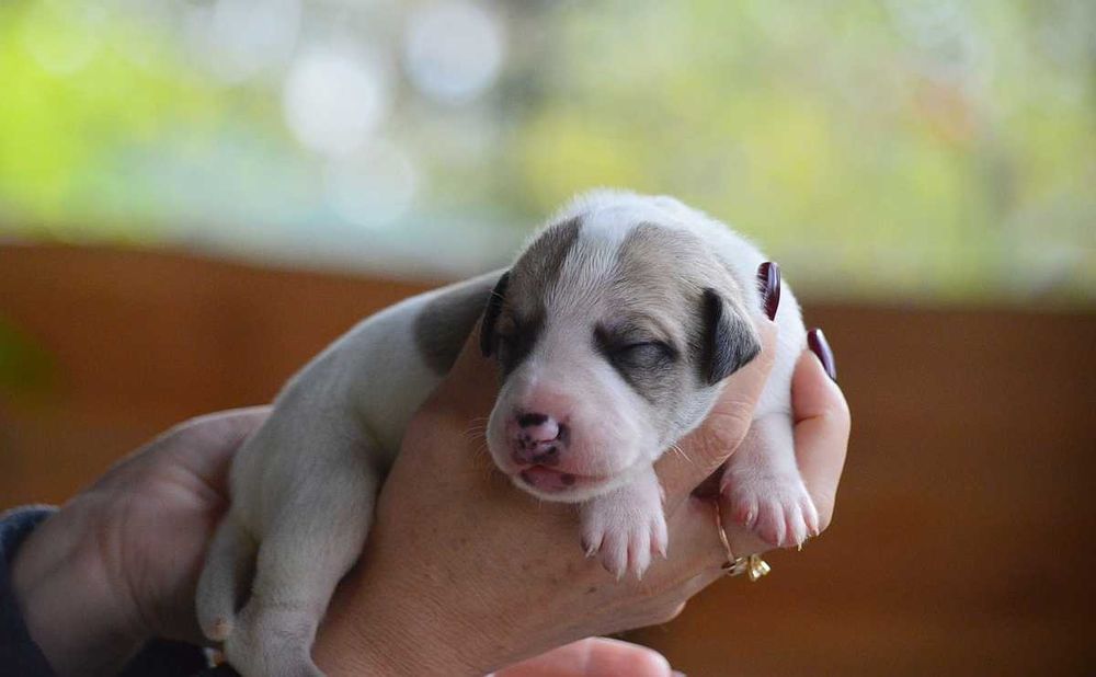 whippet piesek parti-color, rodowód ZKwP