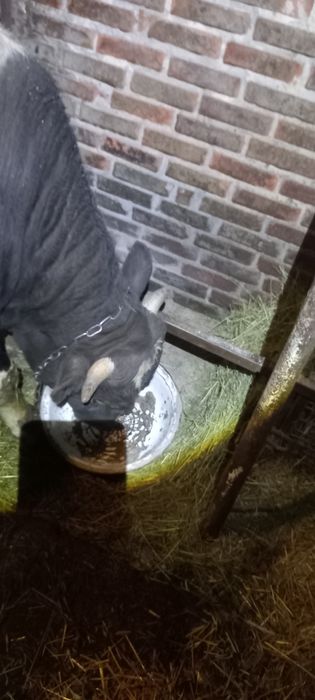 Продам бика живою вагою