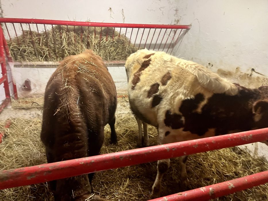 Sprzedam dwie jałówki cielne