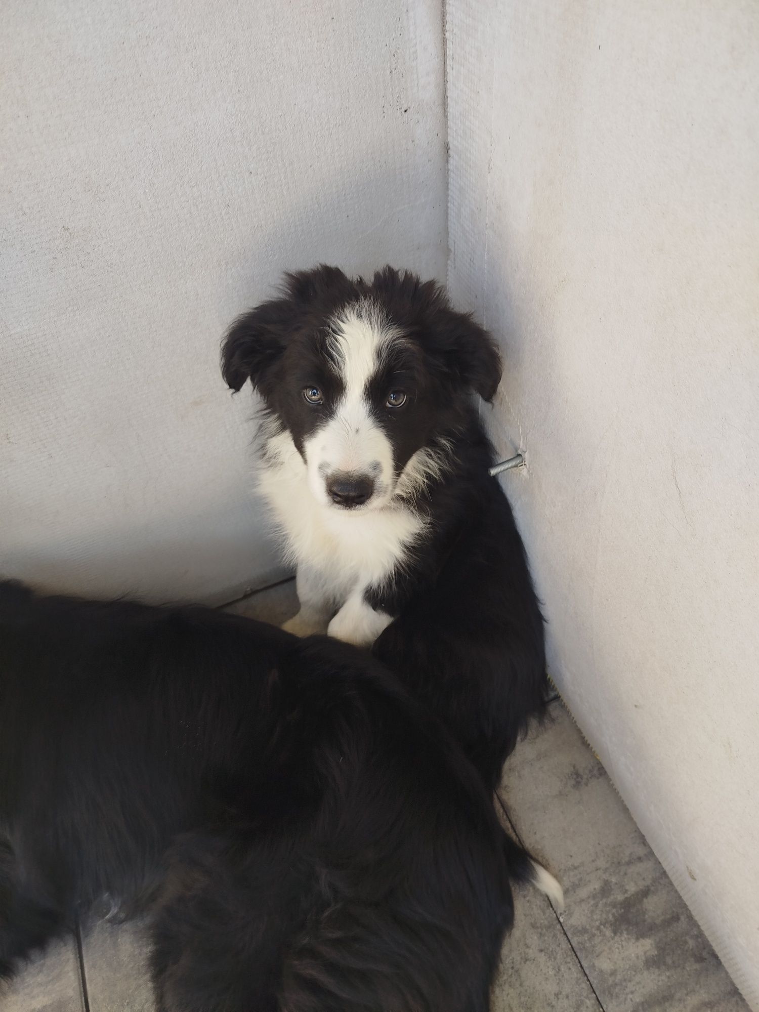 Sprzedam psy rasy Border Collie