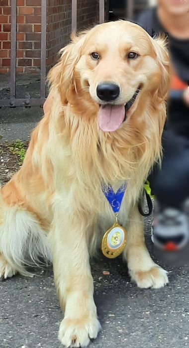 Golden Retriever po Championach
