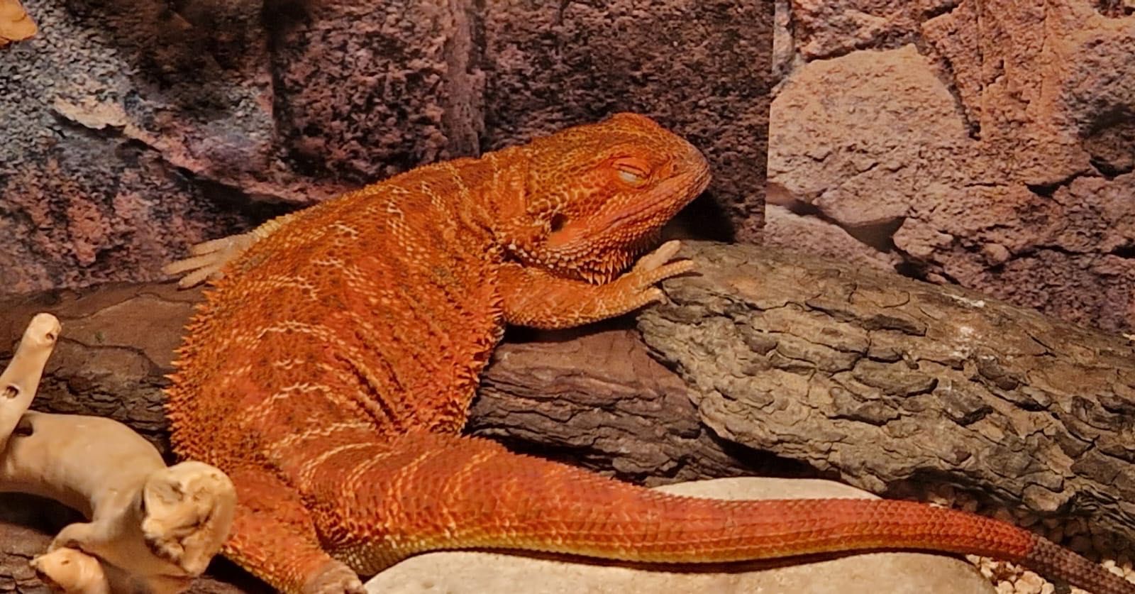 Agama brodata jaszczurka