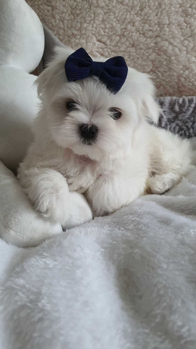 Maltańczyk Piesek**Mini** z Rodowodem, Chip, Umowa.