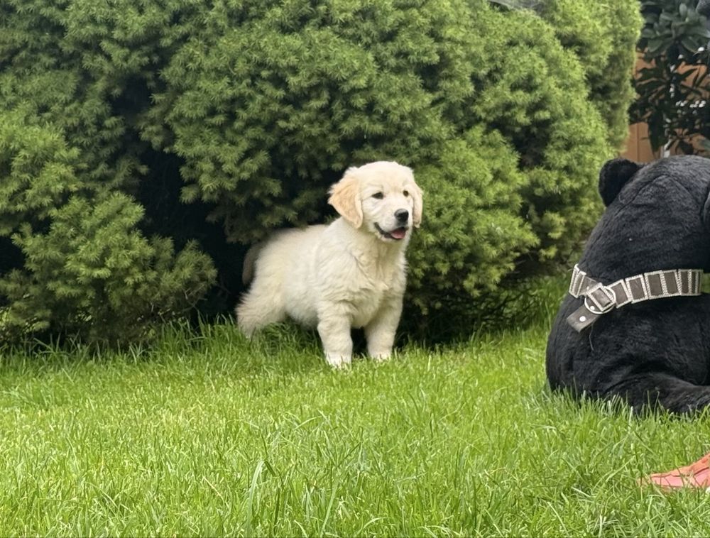 Szczenięta golden retriver z domowej hodowli dostępnod połowy sierpnia