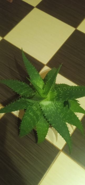 Лікарська квітка АЛОЄ