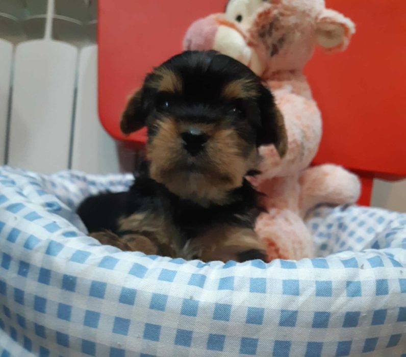 Yorkshire terrier piesek miniaturowy czarno złoty