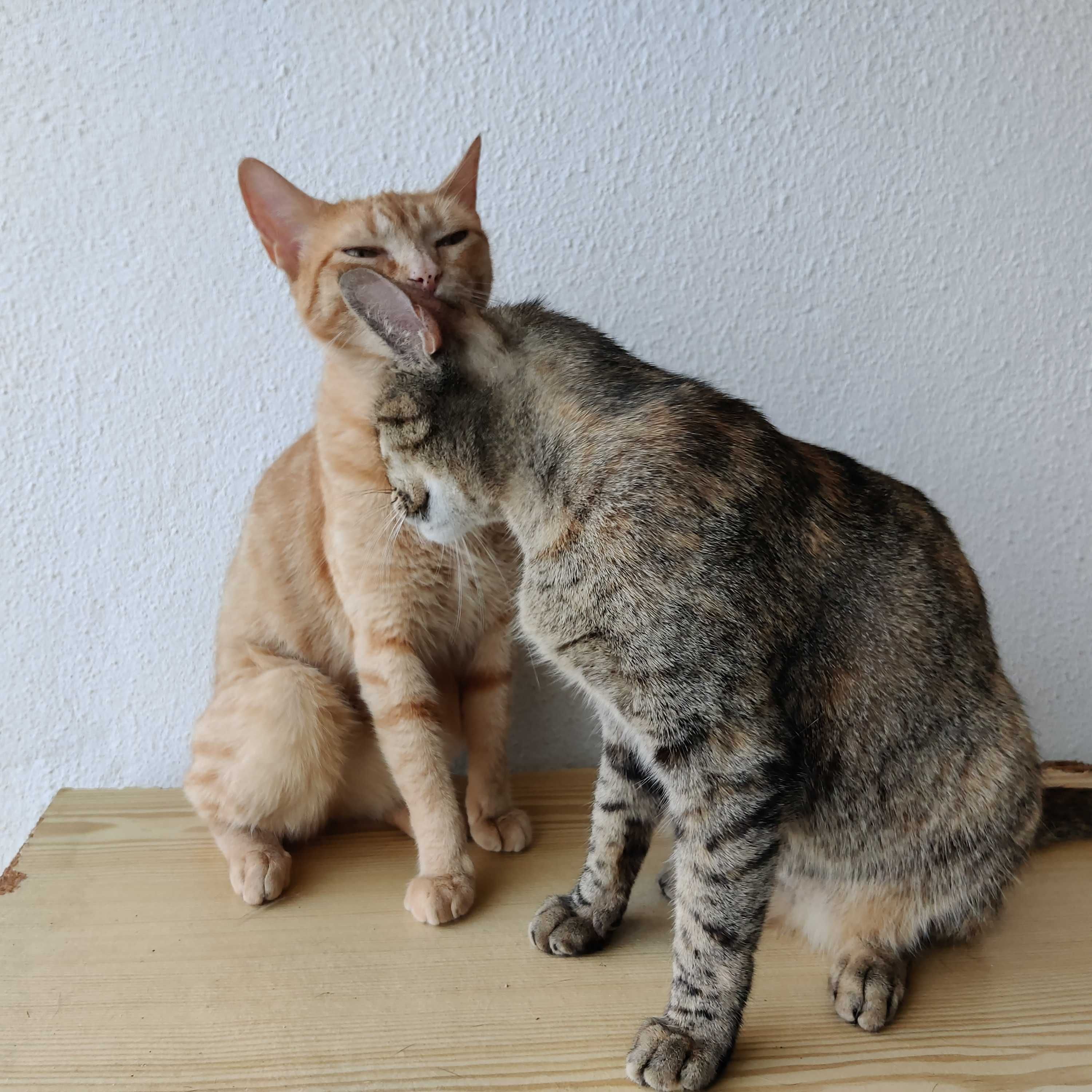 DUAS GATINHAS ADULTAS À PROCURA DE UM LAR PERMANENTE