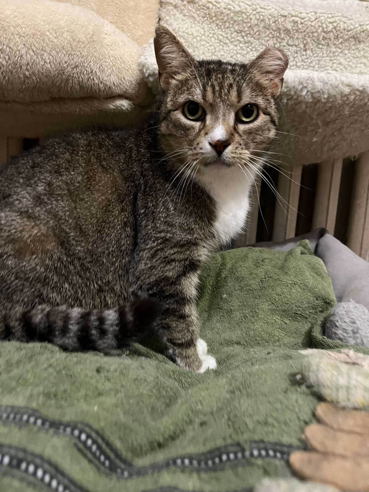 Staruszka do adopcji - takie kotki też chcą mieć dom
