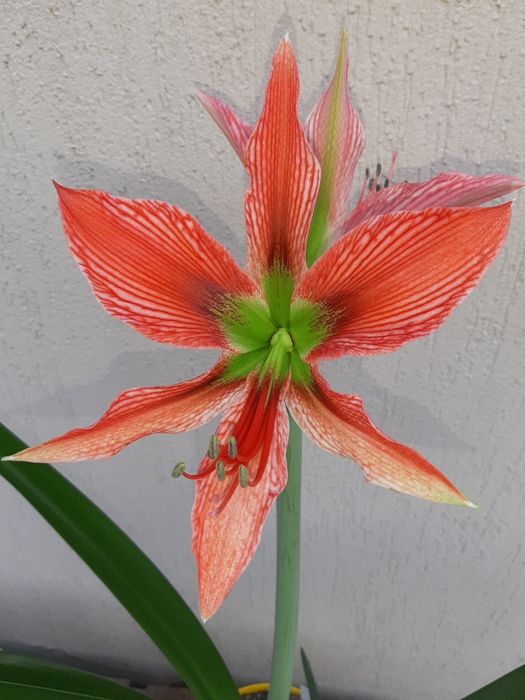 Гіпеаструм/Амариліс Aulicum