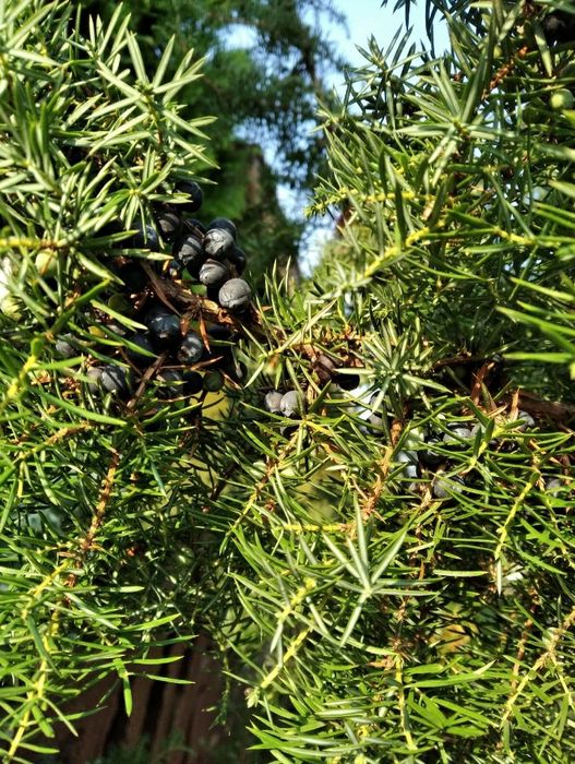 Сушені ягоди ялівцю.