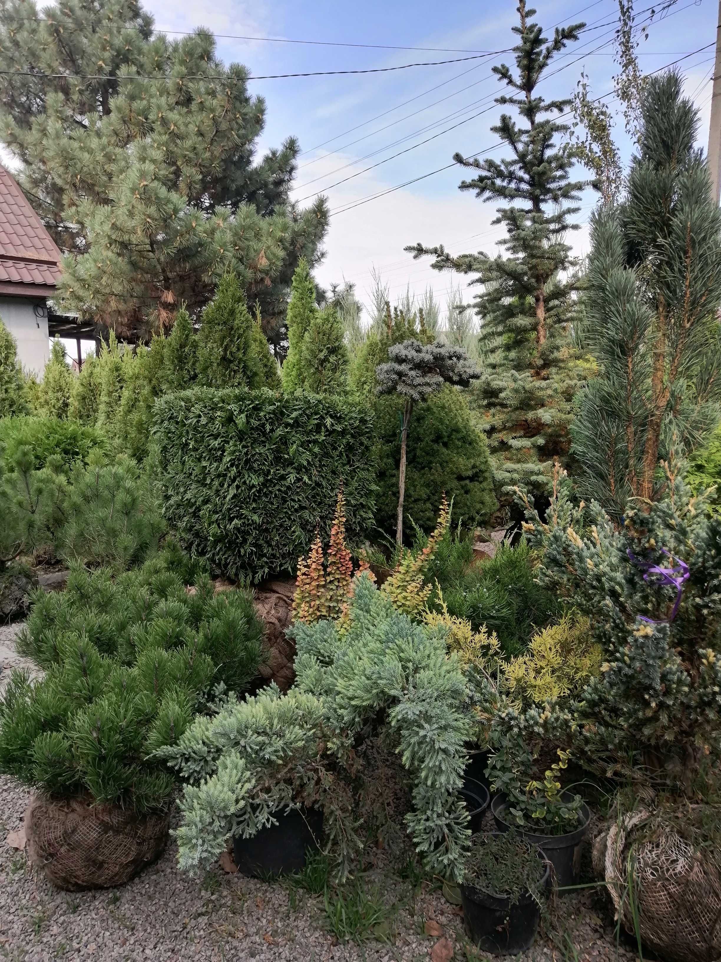 Смарагд, Блю арроу, ауреа нана, горные сосны