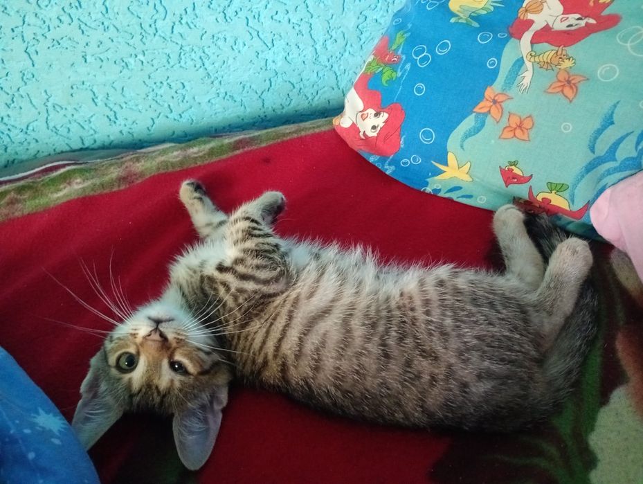 Котик ищет себе семью