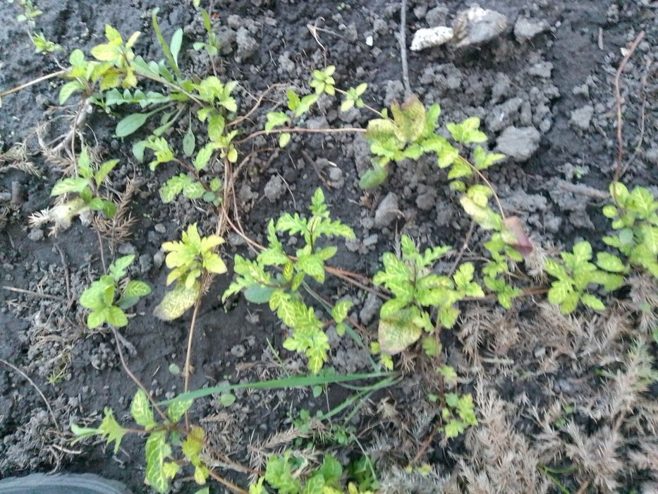 Продам саженцны самшита и японской жимолости вариагата