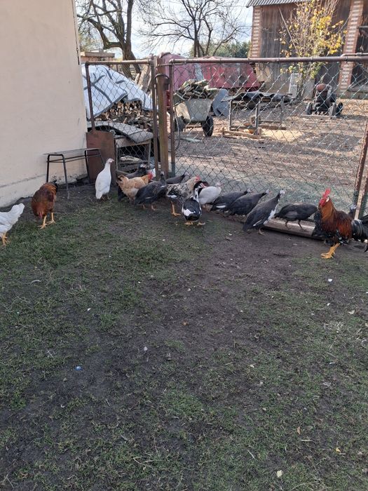 Perliczki tegoroczne i koguty włoszki