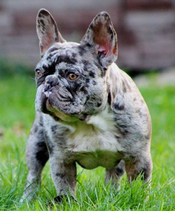 Вязка французкий бульдог