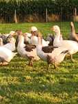 Młode gęsi Landes i Deutsche Pommersche Gans