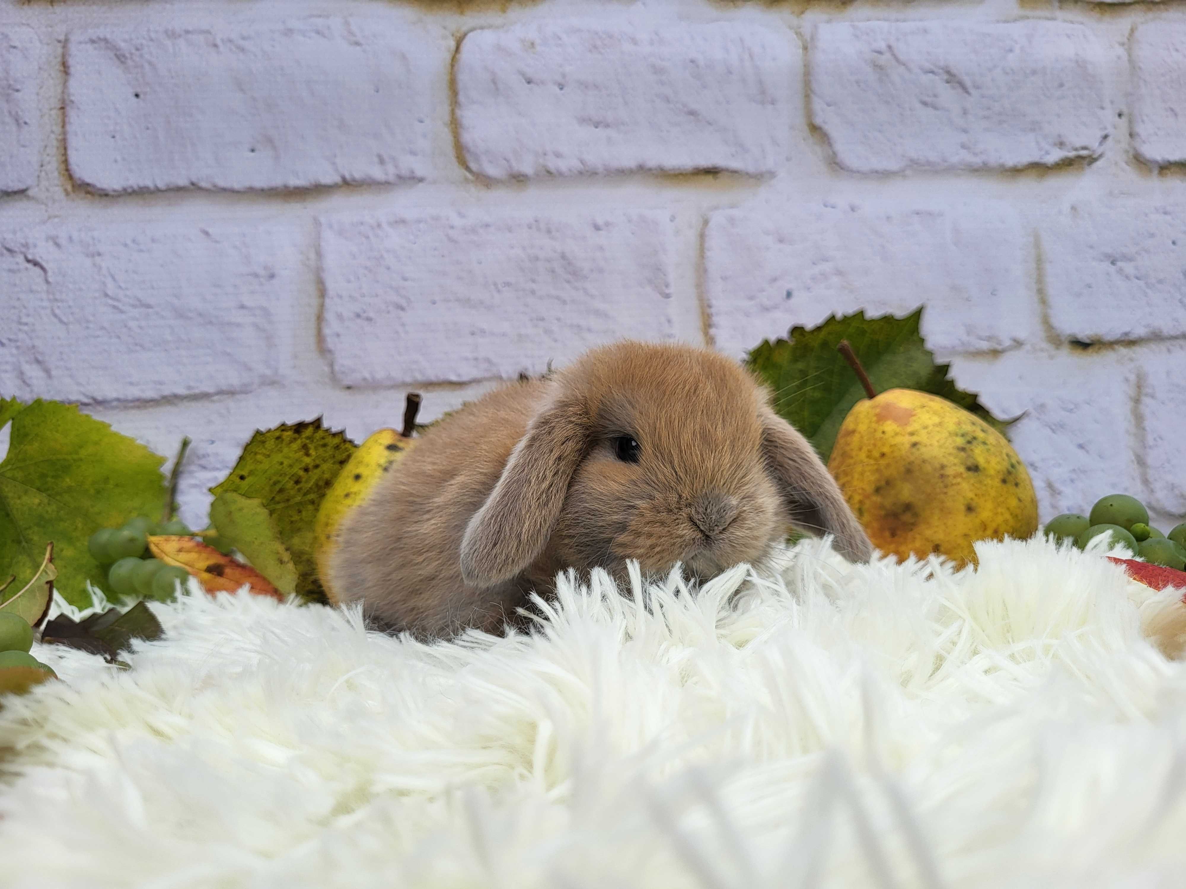 Urocze Króliczki Mini Lop. Króliczek domowy, miniaturka, karzełek