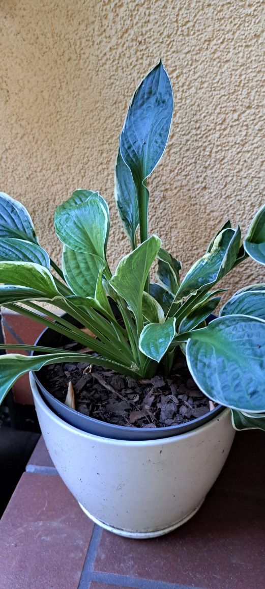 Hosta funkia 3 rodzaje