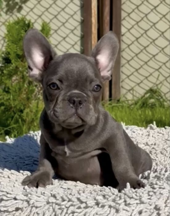 Девочка голубая 2,6 мес