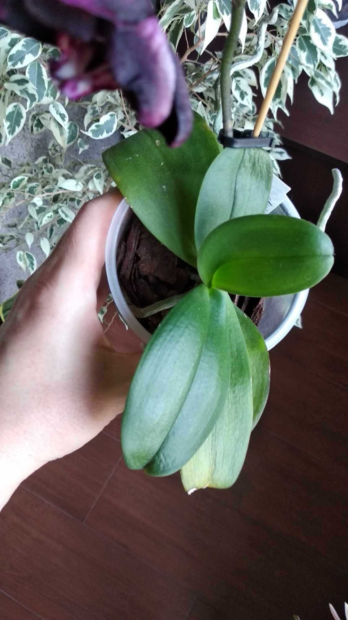 Орхідея Фаленопсис phal. ever spring king x ox black папуга