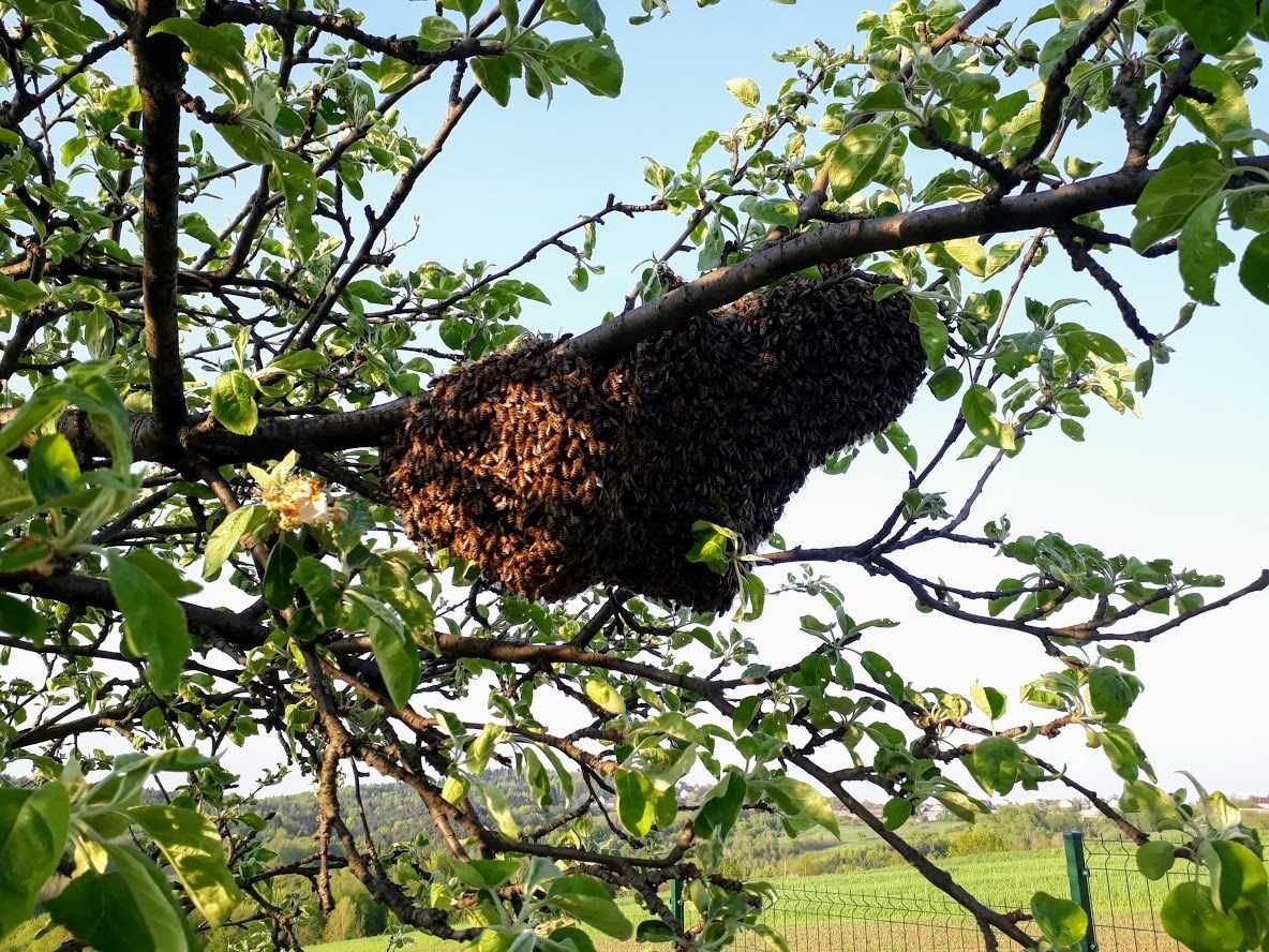 Miód pszczeli SPADZIOWY CIEMNY leśny iglasty 100% ORYGINALNY naturalny