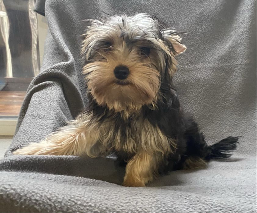 Йоркширские щенки