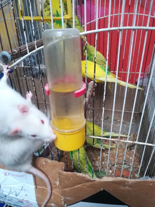 Крыски лариски  ручные