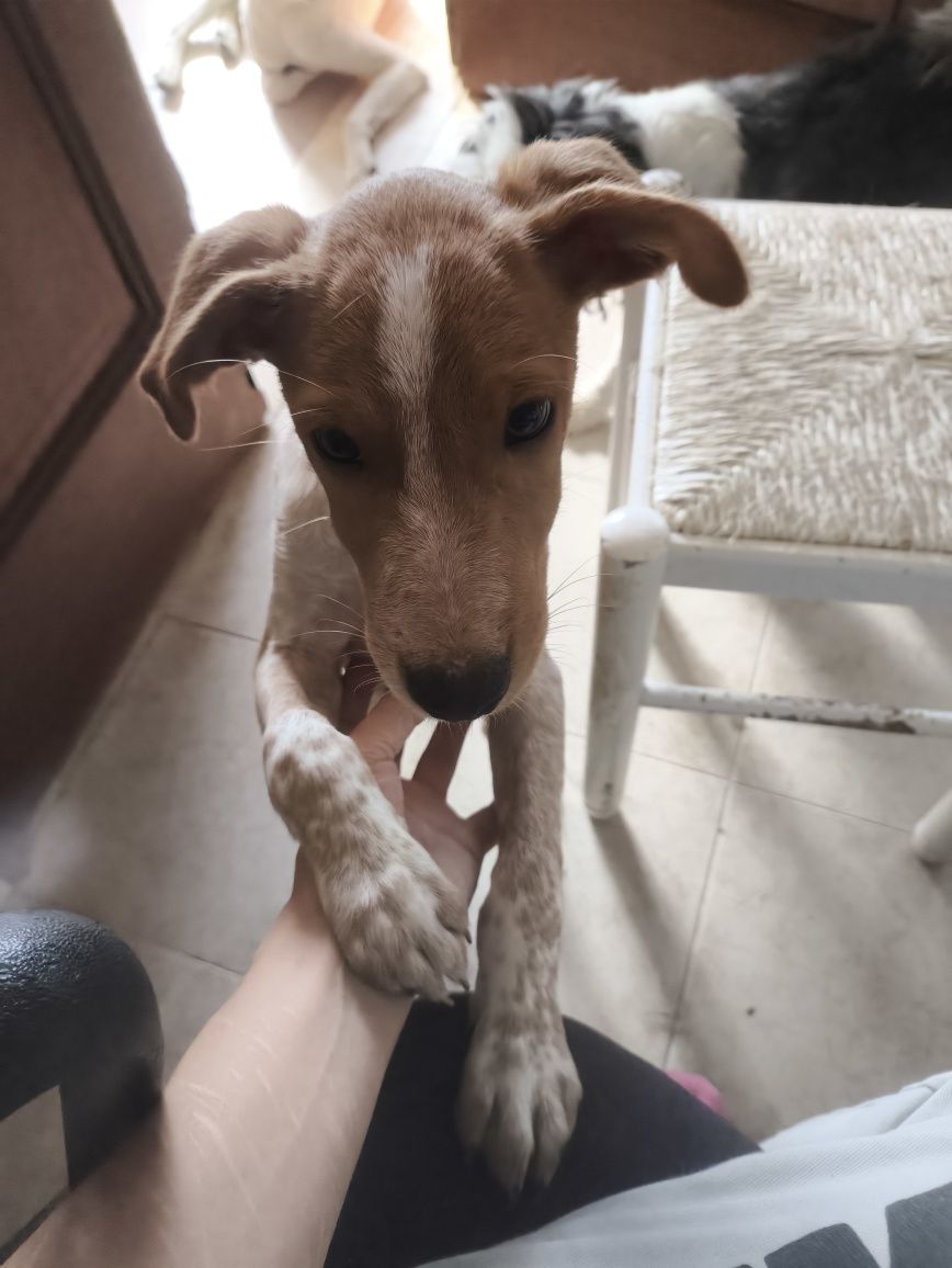 Cachorro cruzado de Epagneul Breton