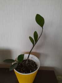 комнатное растение -замиокулькас