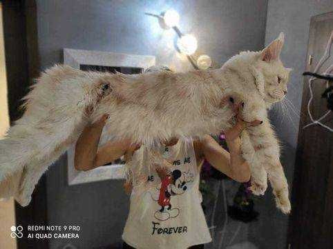 Kotka Maine Coon