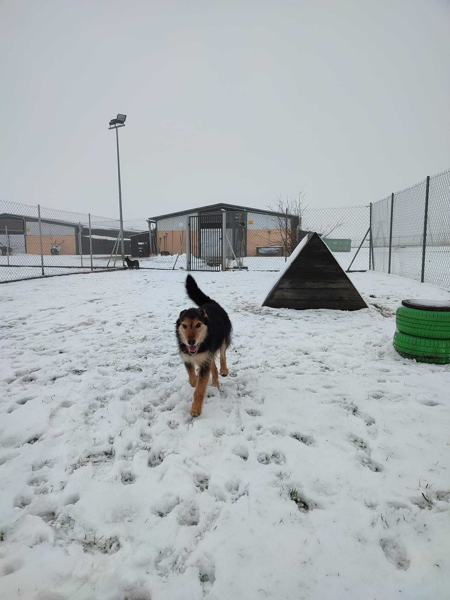 Bero enericzny i wesoły ok.8/9 let.psiak czeka na dom Hanna Kir.