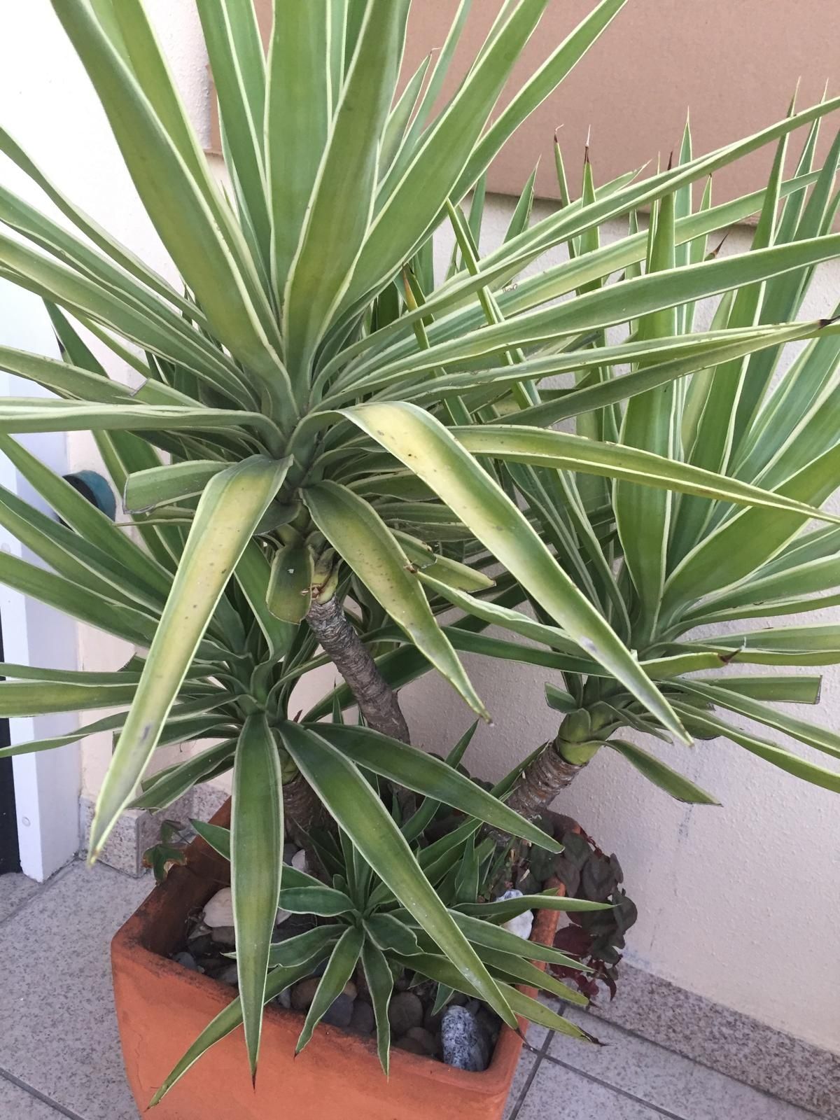 Planta em vaso de barro