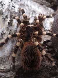 Acanthoscurria geniculata samica