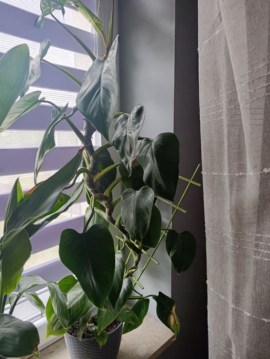 Filodendron filodendron