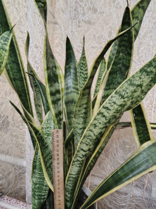 Кімнатні рослини( ціна від 70 грн.)