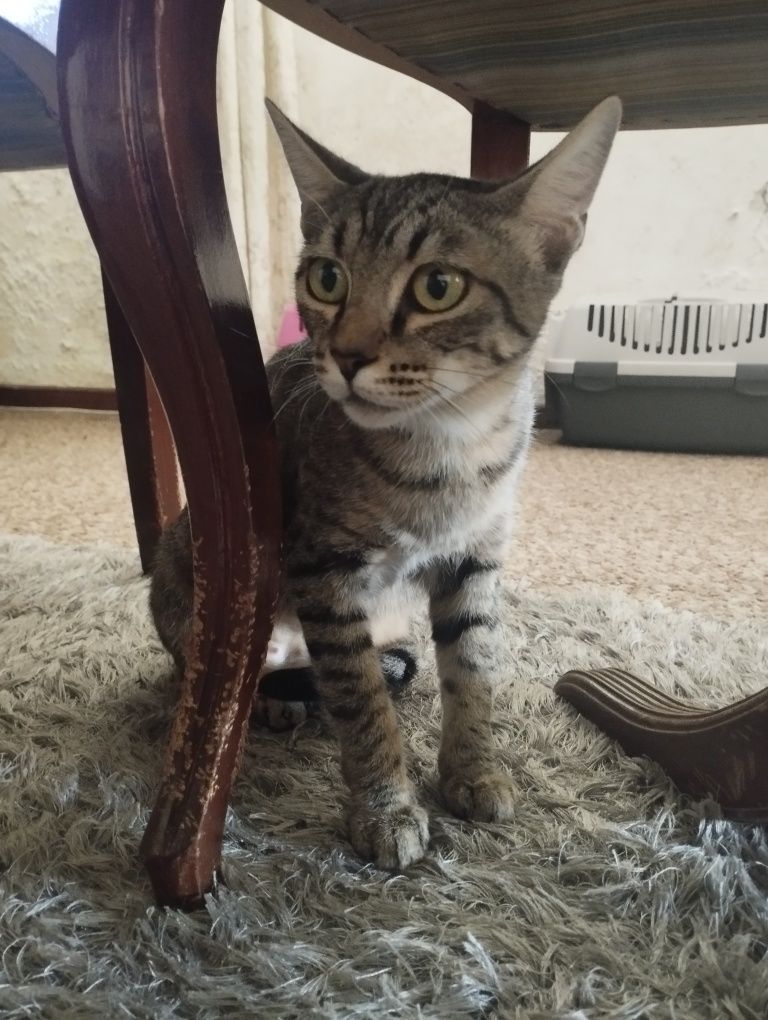 Gatinhas para adopção