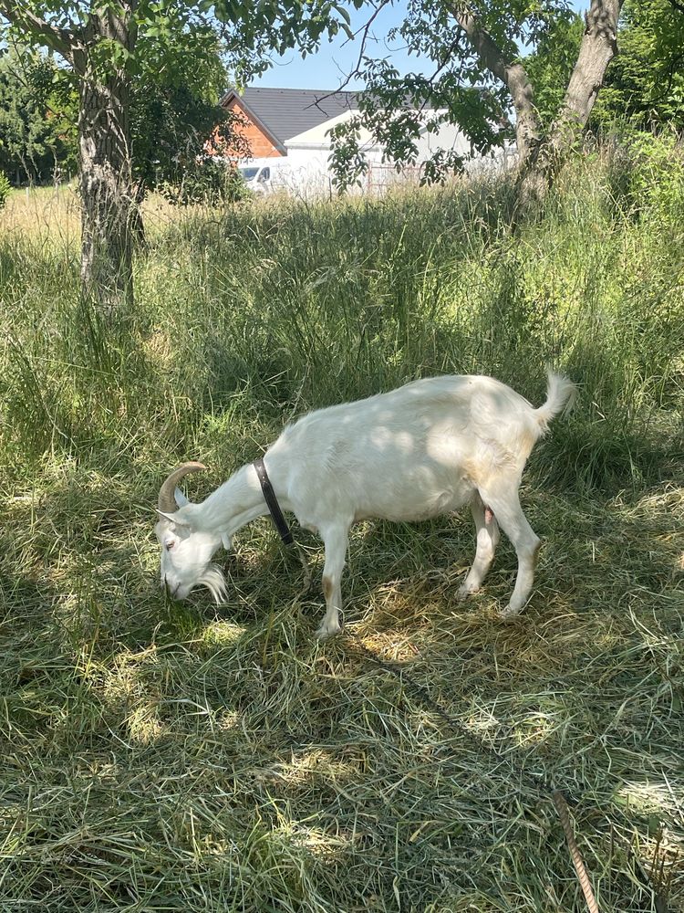 Sprzedam kozę z mlekiem