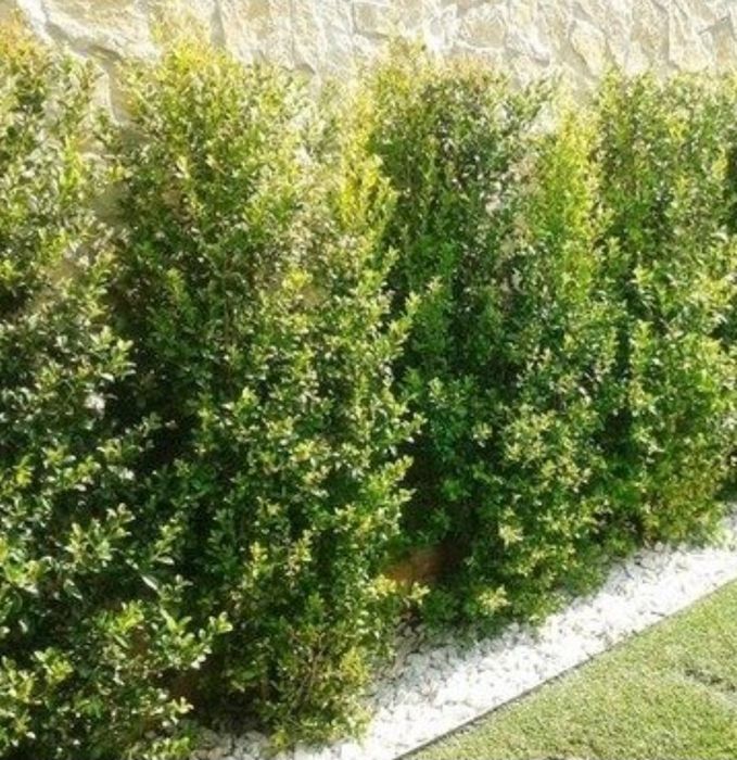 Eugénias para sebes últimas  200 unidades promoção  30/40cm