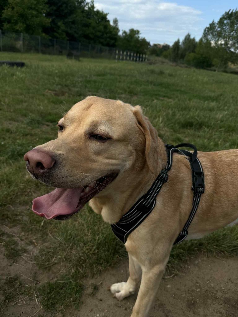 Pilnie oddam Labradora 4 letniego