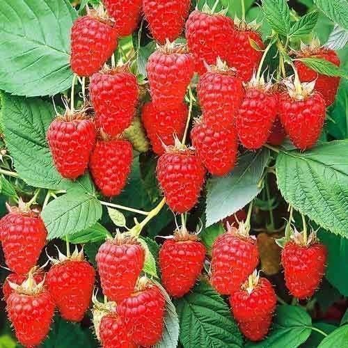 Саджанці малинового дерева/Саженцы малинового дерева