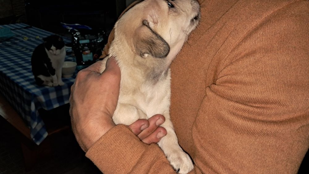 Cachorro para adoção