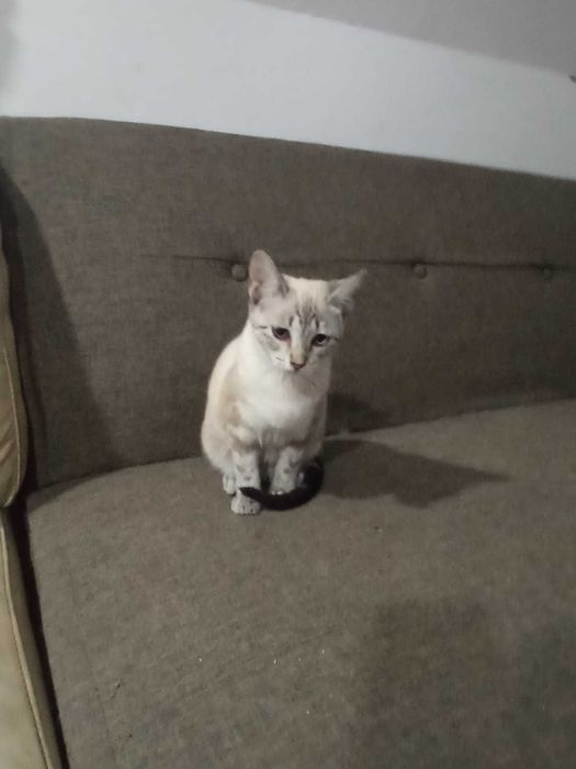 Gatinhos para adotar