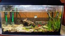 Aquário de agua quente com 3 peixes