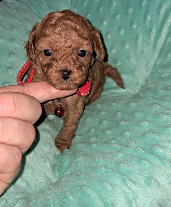 Suczka pudel toy FCI Redbrown