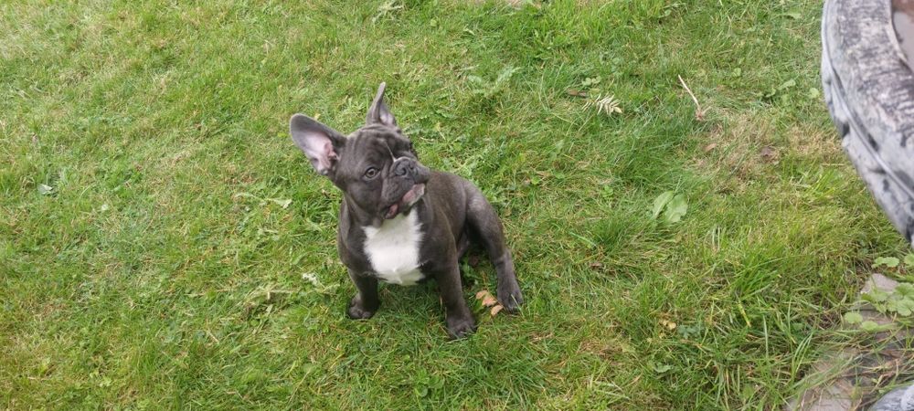 Bludog francuski BLUE niebieski SAMCZYK + GRATISY