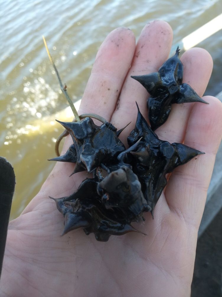 Орех водяной речной рогульник масло